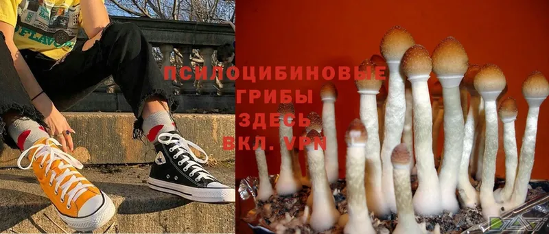 Галлюциногенные грибы MAGIC MUSHROOMS  Ейск 